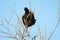 Redwing Blackbird Mating Display