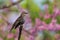 Redwing blackbird in pastel heaven