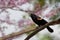 Redwing blackbird in a pastel paradise