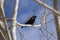 Redwing Blackbird Perched on Branch