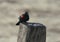 Redwing Blackbird on a Post