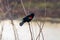 Redwing blackbird singing from it`s perch down by the pond