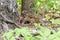 The redwing chicks feeding with earthworms