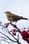 Redwing (Turdus iliacus)