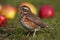 Redwing - Turdus iliacus