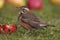 Redwing - Turdus iliacus