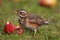 Redwing - Turdus iliacus