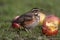 Redwing - Turdus iliacus