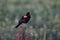 Redwinged Blackbird perched on a flower in a field on a blurred background