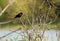 Redwinged Blackbird sits on a branch.