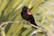 Redwinged Blackbird-Viera Wetlands Florida USA