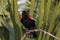 Redwinged Blackbird-Viera Wetlands Florida USA