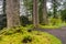 Redwood avenue at the entrance to Benmore Botanic Garden, Scotland