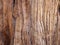 Redwood bark