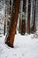 Redwood Bark Glows Brown During Snowfall