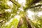 Redwood Canopy