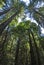 Redwood Canopy in Muir woods