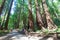 Redwood forest