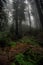 Redwood Forest Bridge in Big Sur