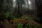 Redwood Forest Bridge in Big Sur