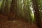 Redwood forest in Cabezon de la Sal in Cantabria