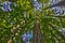 Redwood forest canopy