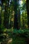 Redwood Forest Fern Sunlight