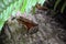 Redwood forest frog