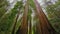 Redwood Forest - the giant trees in Calfornia