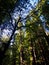 Redwood Forest interior