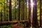 Redwood Forest Landscape in Beautiful Northern California