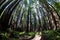 Redwood Forest in Northern California