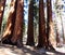Redwood Forest, Parker Group, Sequoia National Park, California