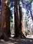 Redwood Forest, Parker Group, Sequoia National Park, California