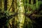 redwood forest reflecting in a calm river