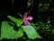 Redwood Forest trillium Bloom