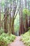 Redwood Forrest Hiking Path