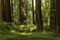 Redwood Grove along the Avenue Of The Giants, California