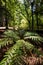 Redwood Grove at Hamurana Springs, Rotorua, NZ
