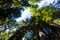 Redwood Grove Nature Preserve Santa Cruz California