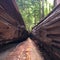 Redwood Hollowed Tree Trunk Redwood National Park