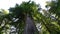 Redwood National Park Big Tree looking up the top California USA World Heritage Site