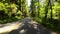 Redwood National Park Lady Bird Johnson Grove 03 Front View Driving Plates California USA Ultra Wide