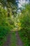 Redwood Rain Forest Path Sunny Spring Afternoon