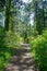 Redwood Rain Forest Path Sunny Spring Afternoon