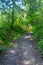 Redwood Rain Forest Path Sunny Spring Afternoon