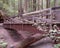 Redwood Rainforest Bridge