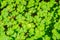 Redwood sorrel Oxalis oregana background