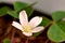 Redwood Sorrel White Blossom 02