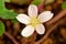 Redwood Sorrel White Blossom 03